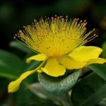 Liječenje depresije biljem