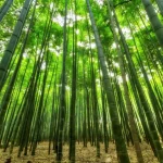 Mindfulness: kako biti prisutan u trenutku